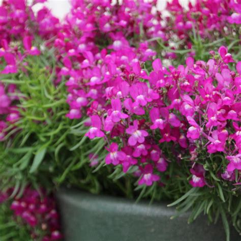 Linaria - Greenhouse Product News