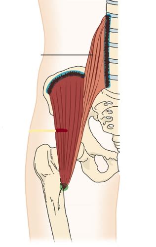 Hip Muscle 7 Flashcards Quizlet