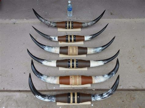 Amazon.com: Real Mounted Steer Cow Bull Texas Long Horns (One Set Only ...