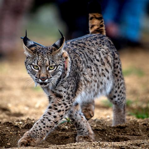 Species Of Cats Baamboozle Baamboozle The Most Fun Classroom Games