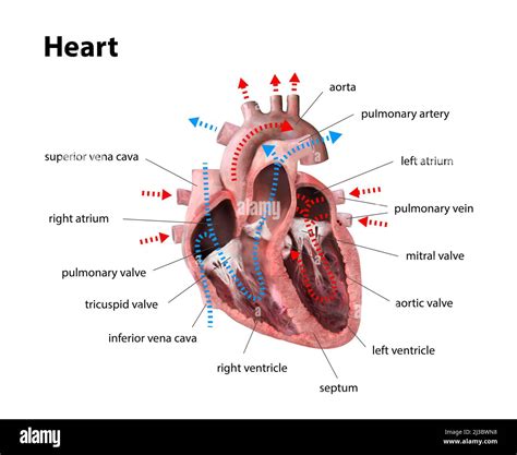 Human Heart Anatomy Educational Diagram Showing Blood Flow With Main