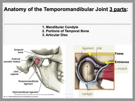 Tmj Temporomandibular Joint Flashcards Quizlet