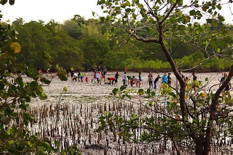 Planting mangroves in Tambobo - Marine Conservation Philippines - Nitusa