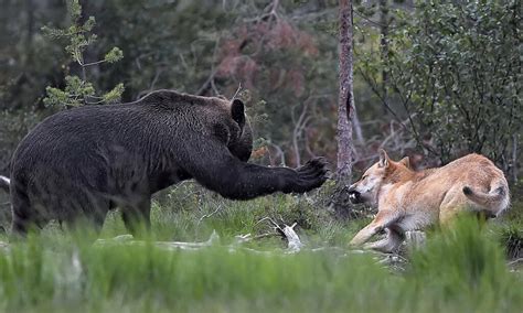 Finland Wildlife Photography Workshop | Akari Photo Tours