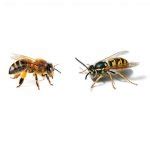 abeille  guepe meme generator imgflip