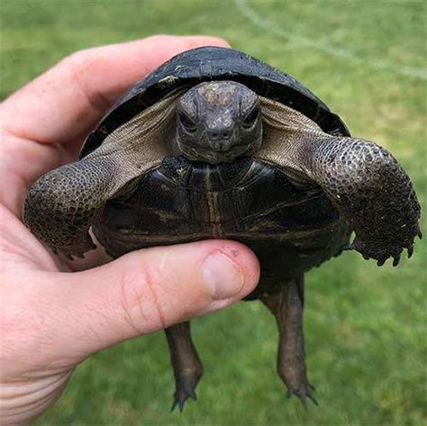 Aldabra Tortoise For Sale Baby Giant Aldabra Tortoises For Sale Online