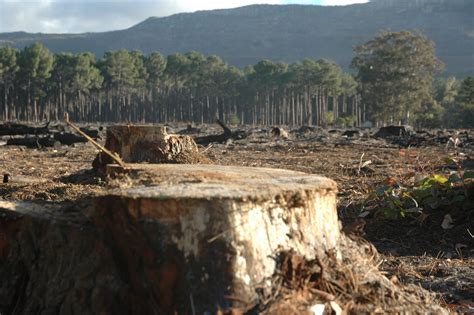 Undercover Tree Hugger What Is Deforestation