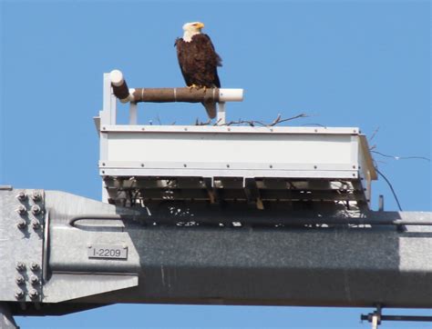 Bald Eagle nest protection?