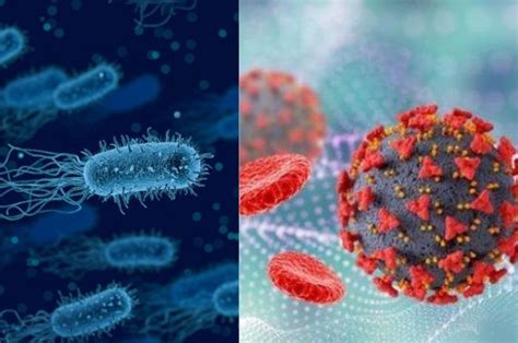 Perbedaan Penyakit Infeksi Disebabkan Bakteri Dan Virus Juga