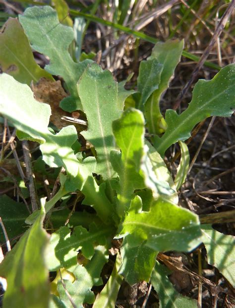 Découverte des salades sauvages | Coopere34