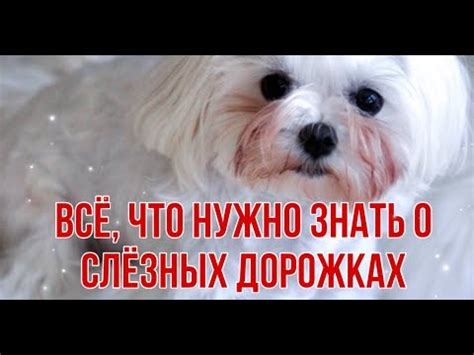 СЛЕЗНЫЕ ДОРОЖКИ. ЧАСТЬ 1. Почему текут глаза у собаки. - YouTube