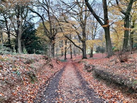 Autumn In The Woods Ian Calderwood Cc By Sa 2 0 Geograph Britain