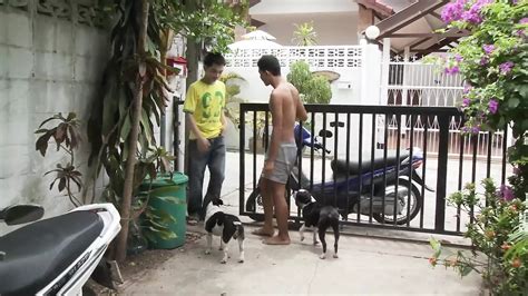 Thai Trio In Raw Fuck Gay In Vietnamese Anal Porn XHamster