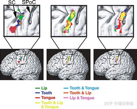 多感官的风味感知一个认知神经科学的视角 3 知乎