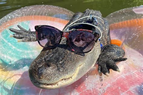 Wally the emotional support alligator stolen during Georgia vacation ...