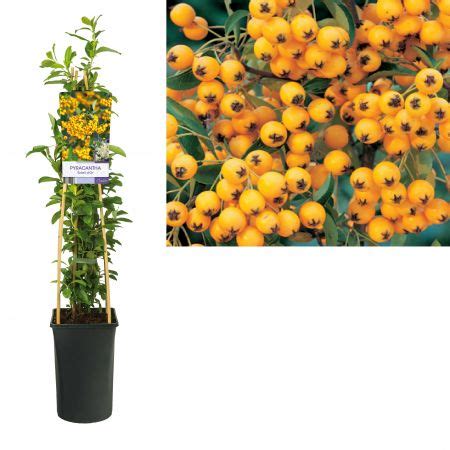 Vuurdoorn Pyracantha Soleil D Or S Pot Cm Vijf Stokken