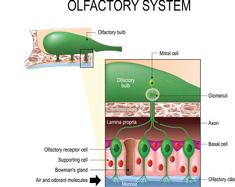 Olfactory System Sense Of Smell Human Anatomy Stock Illustration ... 