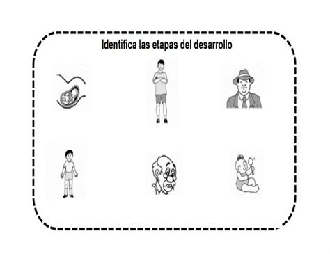 Etapas Del Desarrollo Online Exercise For Live Worksheets