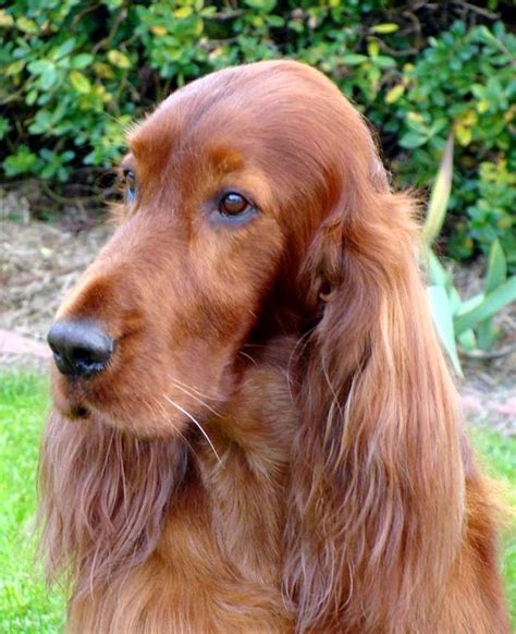 Photo Of The Week As At September Irish Setters Australia