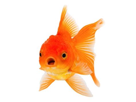 White Stringy Poop In Goldfish What Does It Mean Crazy About Fish