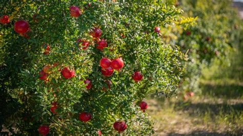 Are Pomegranate Trees Self Pollinating Experts Explain This Essential Process That Leads To A