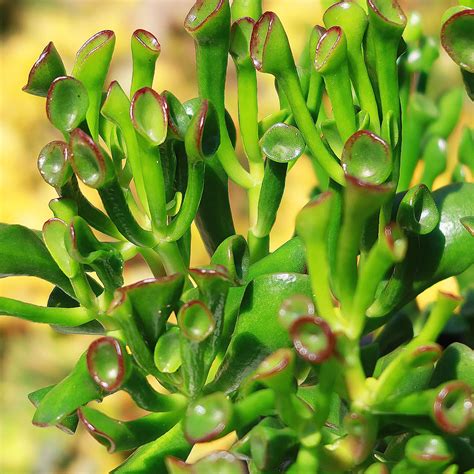 Shrek Ears Crassula Ovata Gollum Jade In 2023 Crassula Ovata