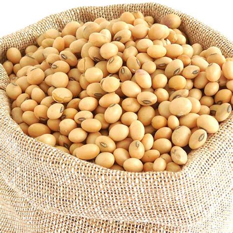 Whole Soya Bean At 600000 Inr In Nashik Maharashtra The