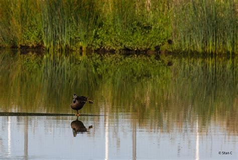 Pacific Black Duck | BirdForum