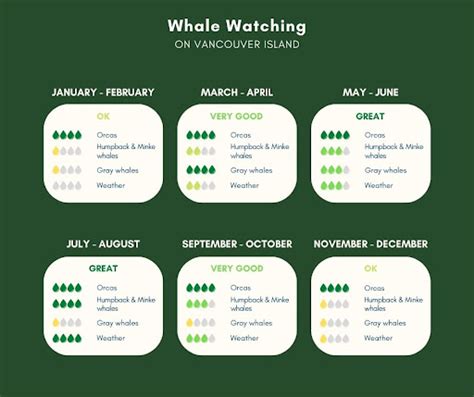 When Is The Best Time To Go Whale Watching On Vancouver Island