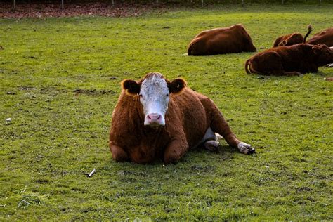 Cows Lie Down When It S Going To Rain All About Cow Photos