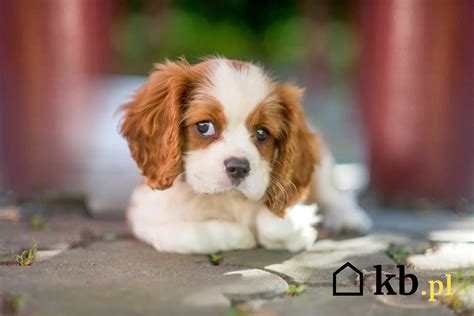 Cena Cavalier King Charles Spaniela Zobacz Ile Kosztuje Szczeniak Z