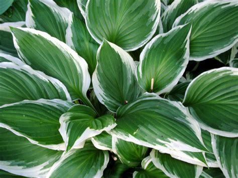 How to grow Hostas | Growing Hosta plant indoor | Hostas care - Naturebring