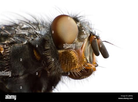 animal, insect, fly, antennae, housefly, ugliness, nasty, macro, close ...