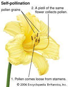 Angiosperm - Pollination process and methods | Pollination, Pollen ...