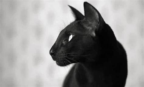 Black Cat Breeds: 17 Black Breeds of Cat | Cat-World