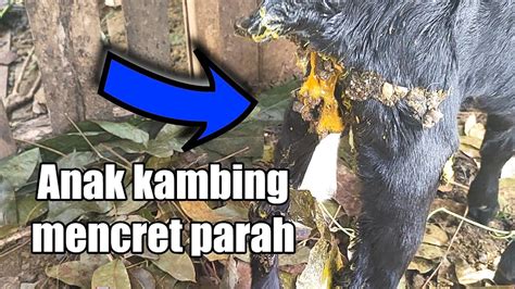 Inilah Penyebab Anak Kambing Mencret Di Usia Bawah 2 Minggu YouTube