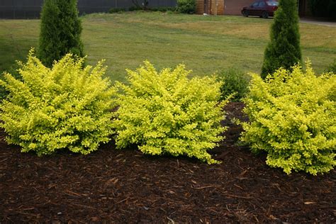 Sunjoy Citrus Barberry Berberis Thunbergii Proven Winners