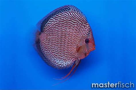 Stendker Discus Snake Skin Red Stendker Diskus Masterfisch