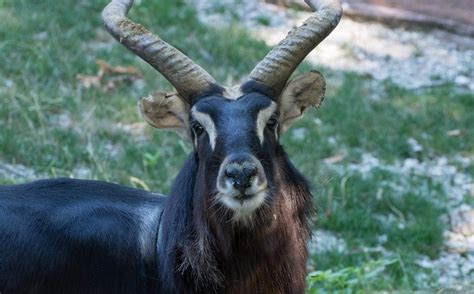 Nile Lechwe Saint Louis Zoo