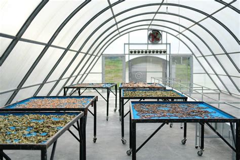 Herb Spice Drying In Sun Solar Dryer Greenhouse By Sunlight Stock Photo