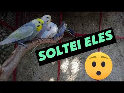 Soltei As Minhas Aves No Viveiro Novo Viral Periquitos Aves Youtube