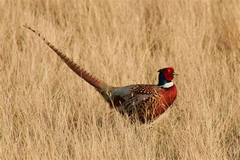 Free Images Nature Bird Ground Wildlife Portrait Colorful