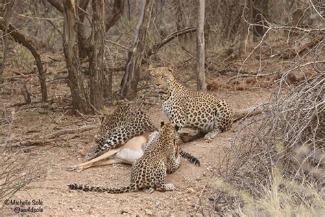 A Brave Leopard Cub And A Hungry Lion Africa Geographic