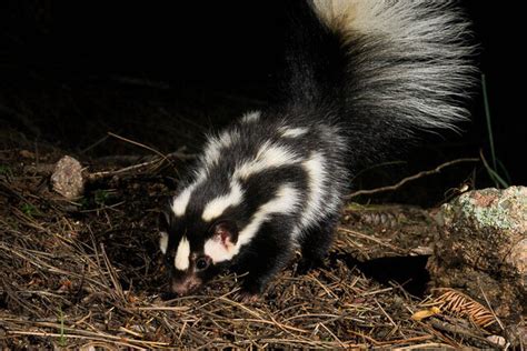 Encounters with Nature: The Western Spotted Skunk — Boulder County Audubon