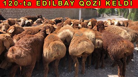 120 Ta EDILBAY QOZILAR VA 500 Ta Xissori Kedi 90 535 10 83 33 292