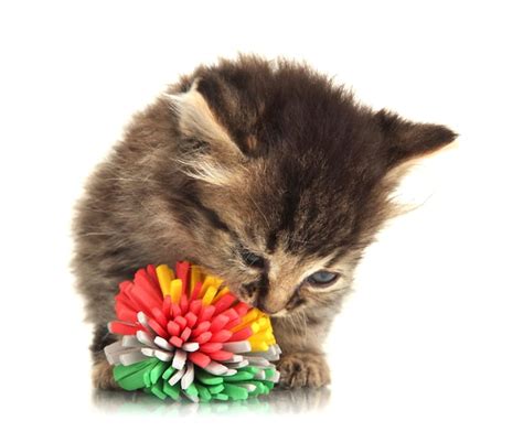 Premium Photo | Small kitten play with toy isolated on white