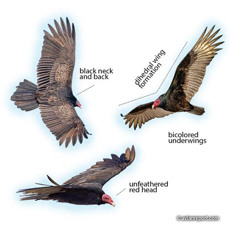 What Does a Turkey Vulture Look Like? - Avian Report