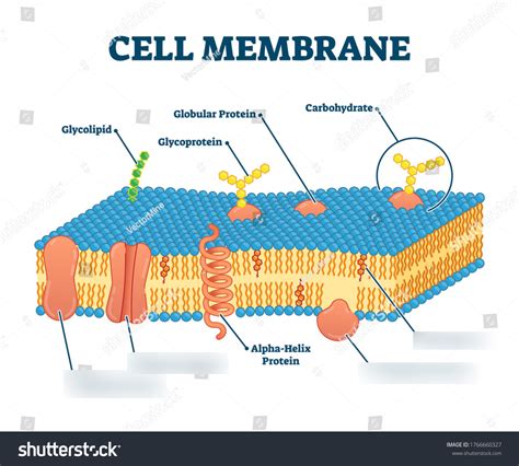 cell membrane diagram quizlet