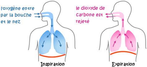 La Respiration Mymaxicours