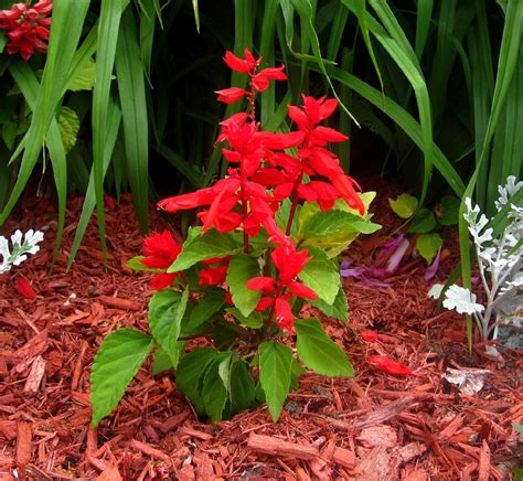 Salvia Roja Salvia Splendens Picturethis